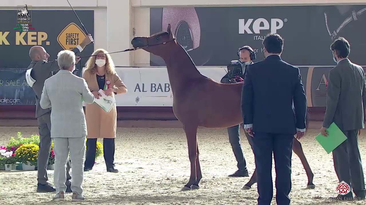 N 7 SS RAWNAQ   Italian Nationals 2020   San Giovanni In Marignano   Yearling Fillies Class 1A