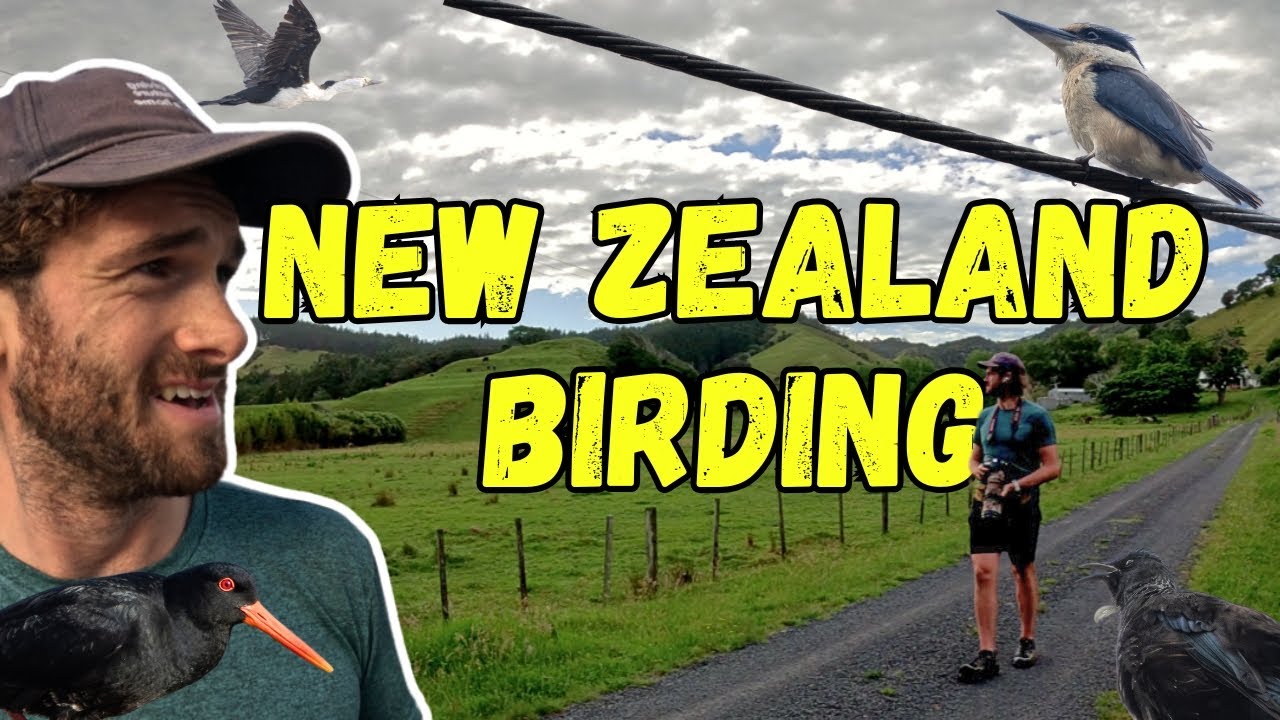 New Zealand Summer Solstice Sunrise Birdwatching