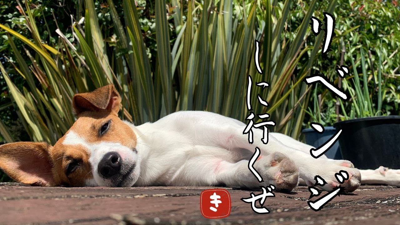 Kinakoが成長したッ！！数ヶ月前に苦戦したウォーキングコースにもう一度挑戦！！