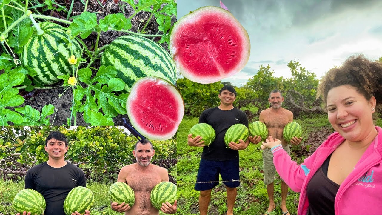 MUITA MELANCIA 🍉 Como está nossa plantação de melancias no sítio! 🍉🙌🏻