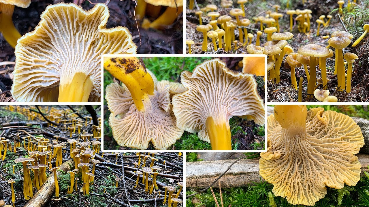 Trompetenpfifferling Verwechslung & Portrait | Craterellus tubaeformis | Massenpilz, Speisewert