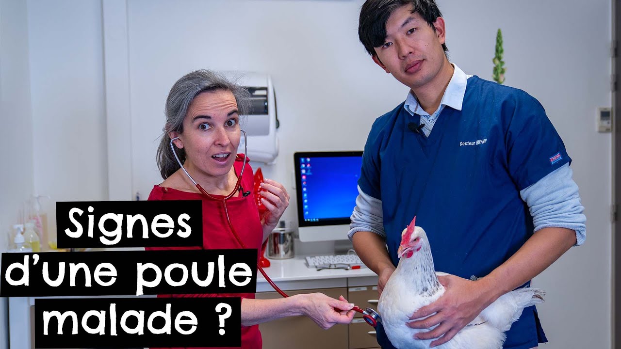 Comment savoir si ma poule ne va pas bien ? #malade 🐔