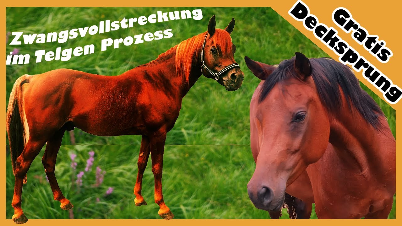 Ariane Telgen Prozess: Ich werde gepfändet - kostenloser Decksprung für Pferd Queenie als Trost