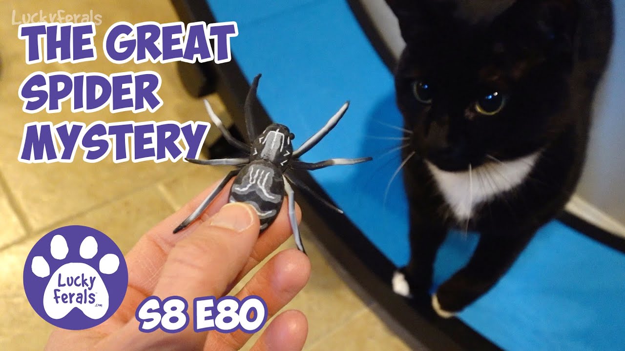 The Great Spider Mystery - Lucky Ferals Cat Family Vlog S8 E80