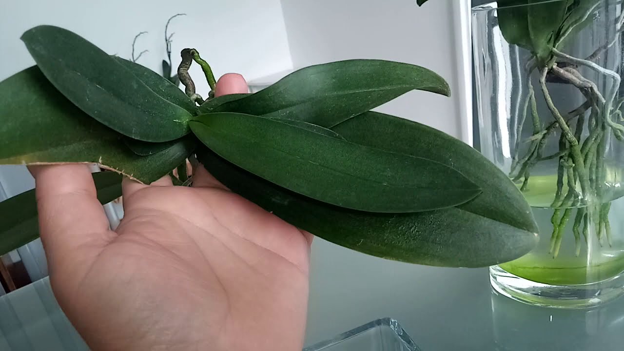 Recuperação de phalaenopsis na água, consegui recuperar 4 com esse método, dá super certo! 😍