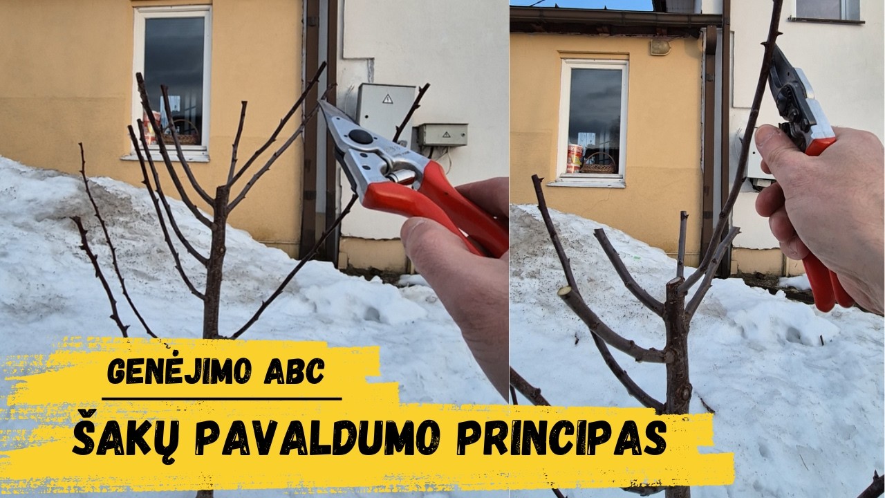 Šakų pavaldumo principas | Genėjimo ABC
