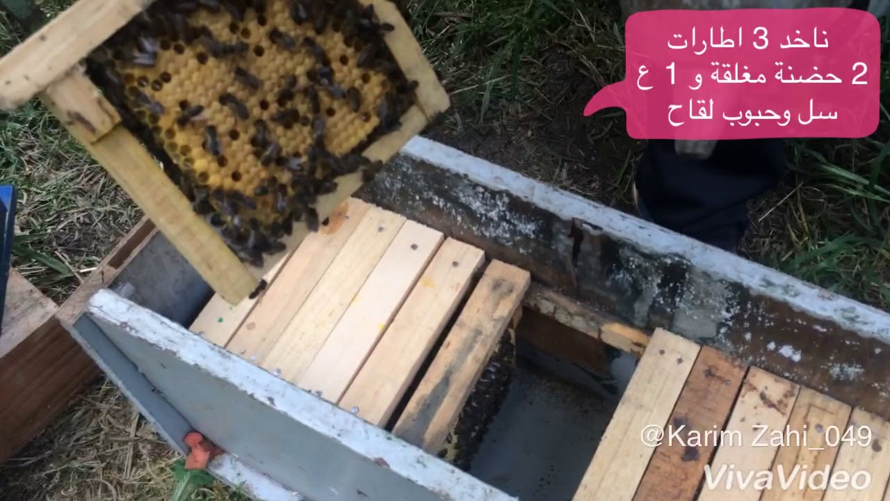 ملء نوياة تلقيح ملكات النحل