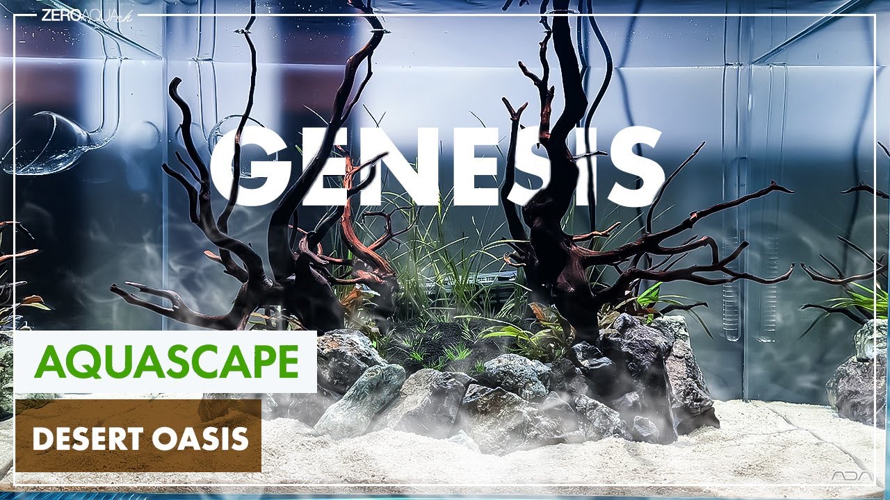 オアシスに植物の息吹が現れる　/aquascape/aquarium/60cm tank/vlog/