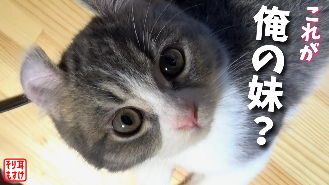 生き別れの実の妹に会いに行ったらまさかのこうなりました&hellip;