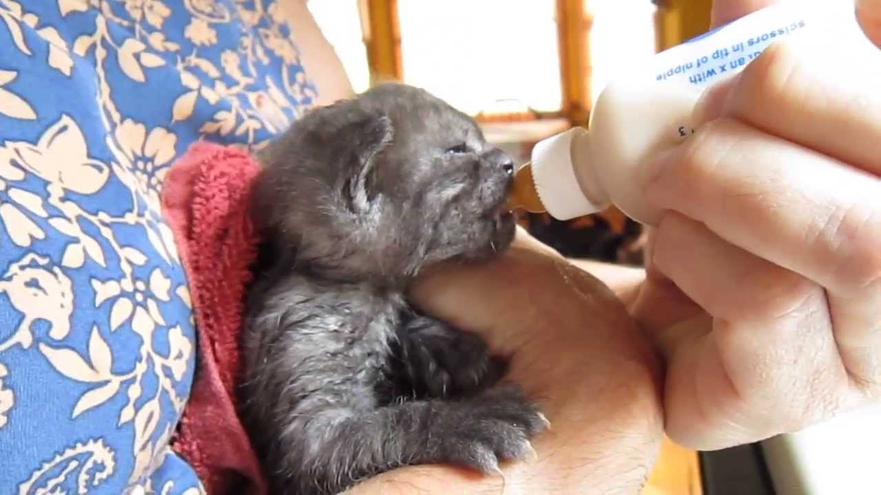 18-Day-Old Kitten Takes a Bath
