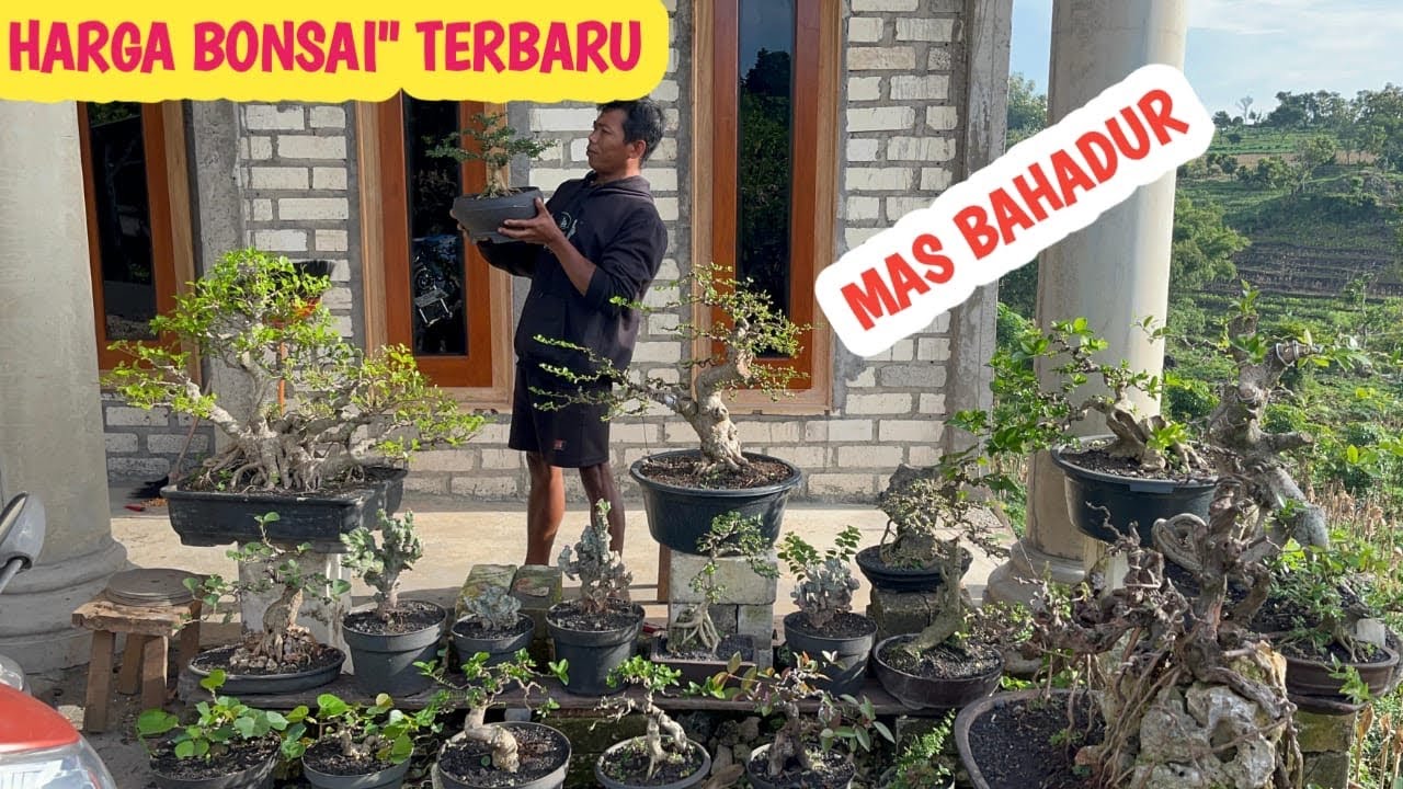 HARGA BONSAI TERBARU‼️ASEM OTR DLL📞 0857-2510-1138 @JeckpaeyBonsai91 
