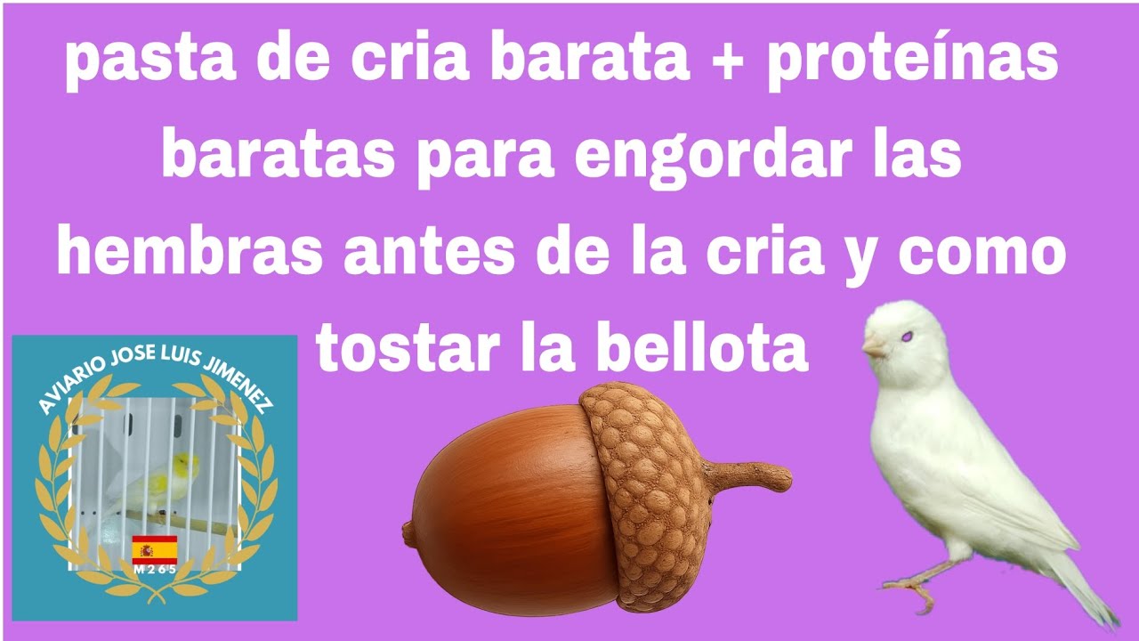 Pasta de cria y proteínas baratas para engordar a las hembras para la cria y como tostar la bellota 