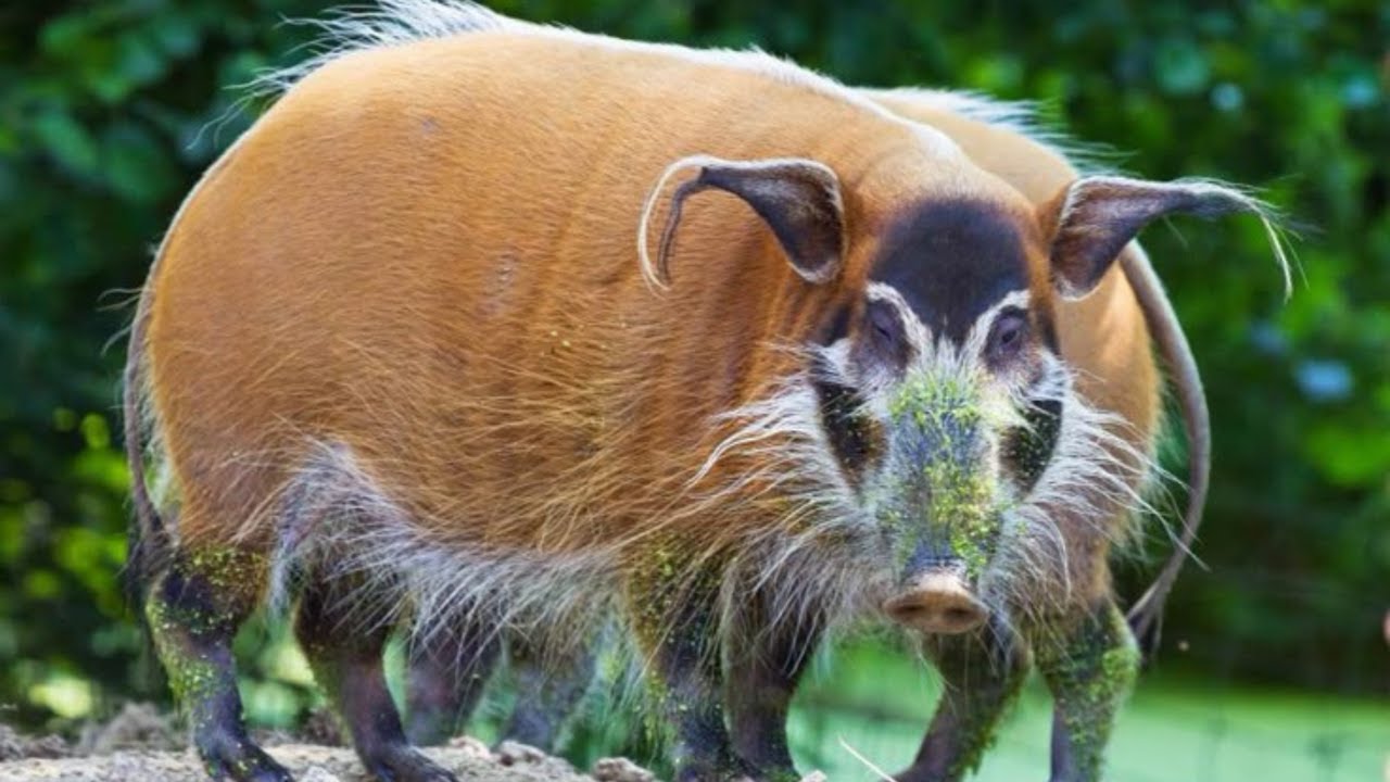 15 Razas De Cerdos Mas Diferentes Y Únicas Del Mundo
