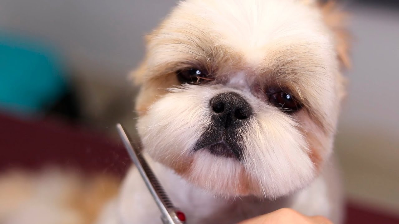 Shih Tzu Haircuts | How To Make a Round Head