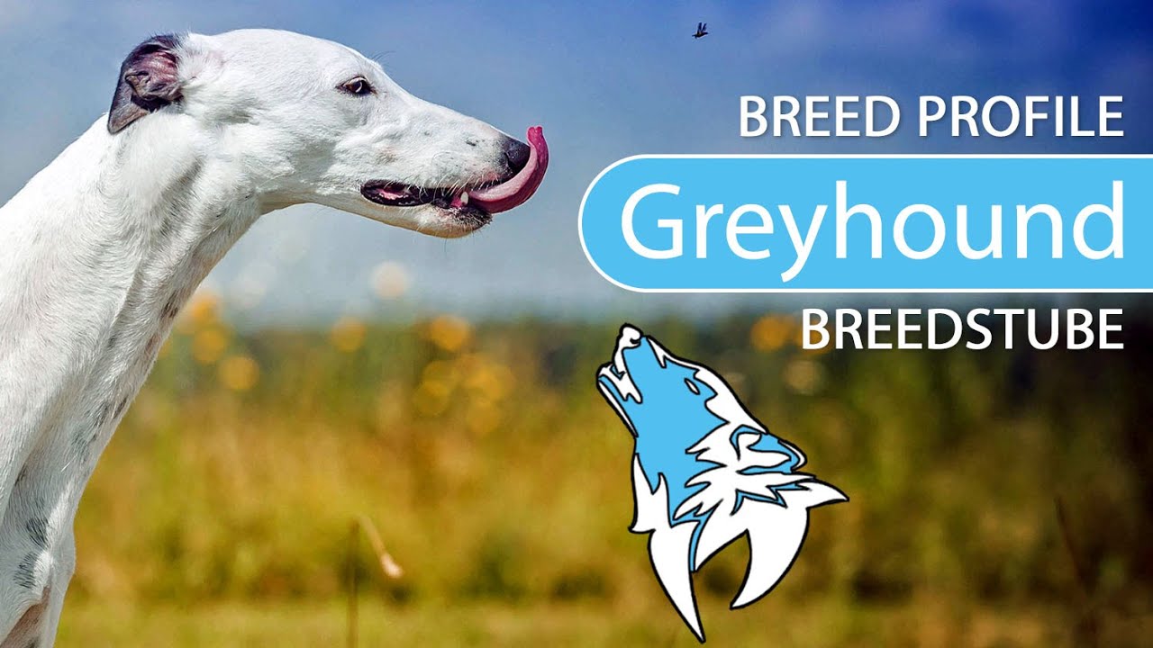 ► Greyhound Breed [2020] Temperament & Training