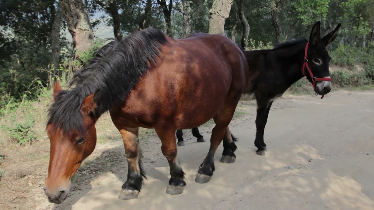 GR 92 15 Hortsavinyà Vallgorguina