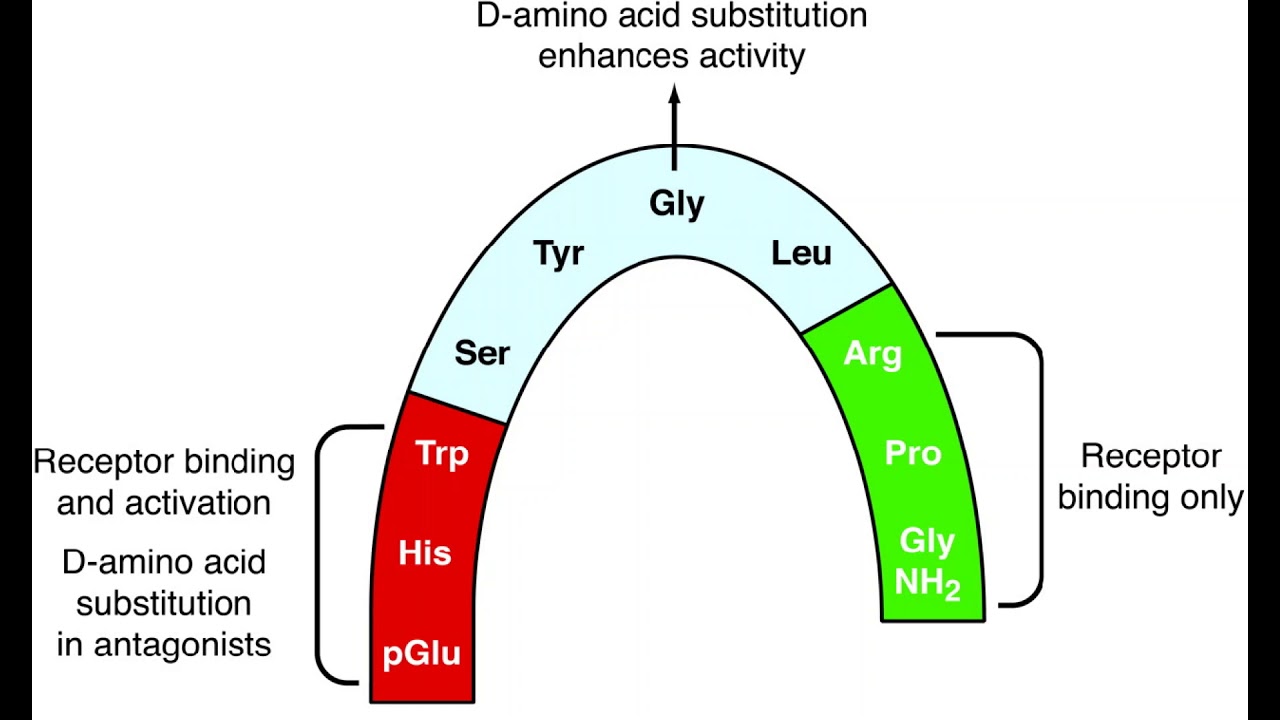 GnRH Receptor Signal Transduction Pathway as Told by Alexa