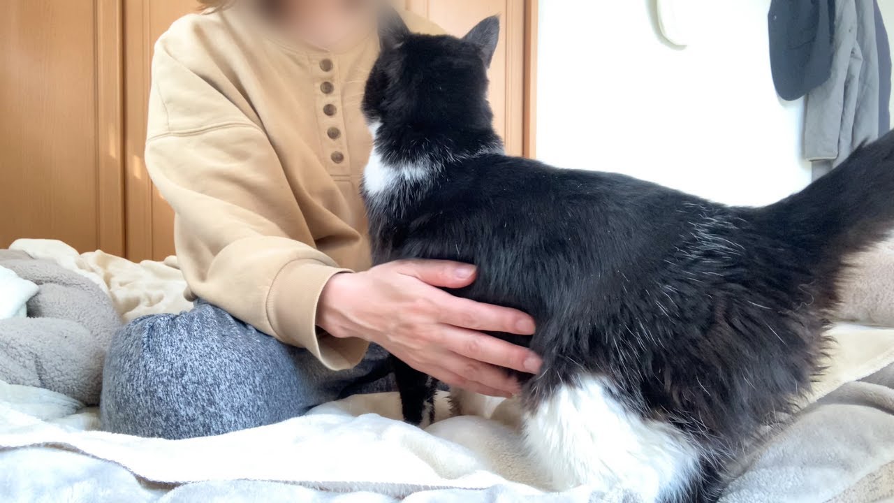 マロンちゃん...癌がまた１つ増えてしまいました　#緩和ケア　#扁平上皮癌