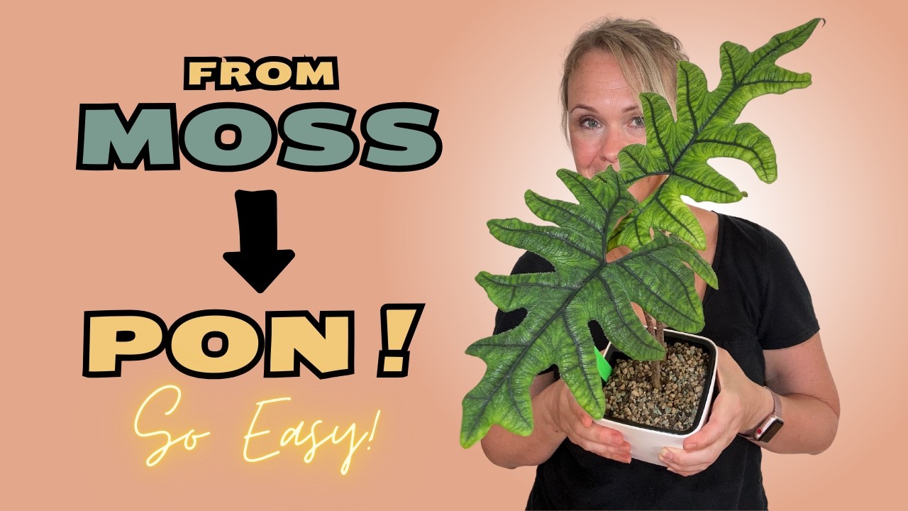 How to Repot Alocasia Jacklyn into Lechuza PON Step by Step!