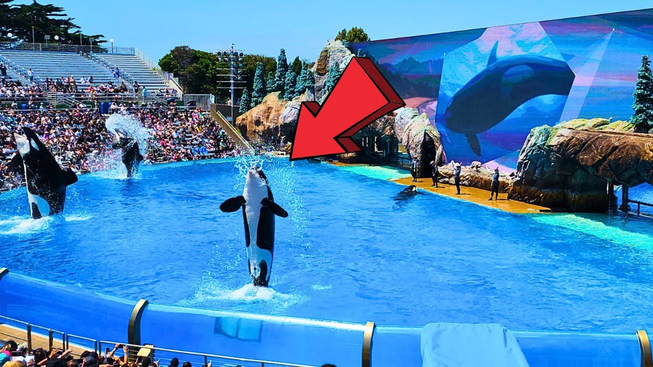 Orca Encounter SeaWorld San Diego California Full Show