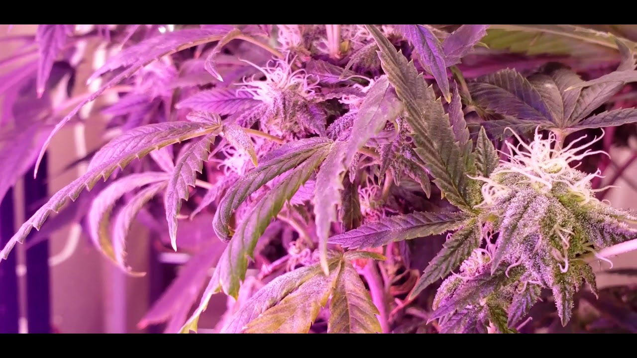 Cannabis Grow Room / Taking all the bud sites
