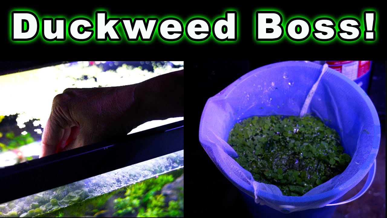 Easy Way I Remove Duckweed (Like a **BOSS**)! Way Better Than a Net!! 🙌