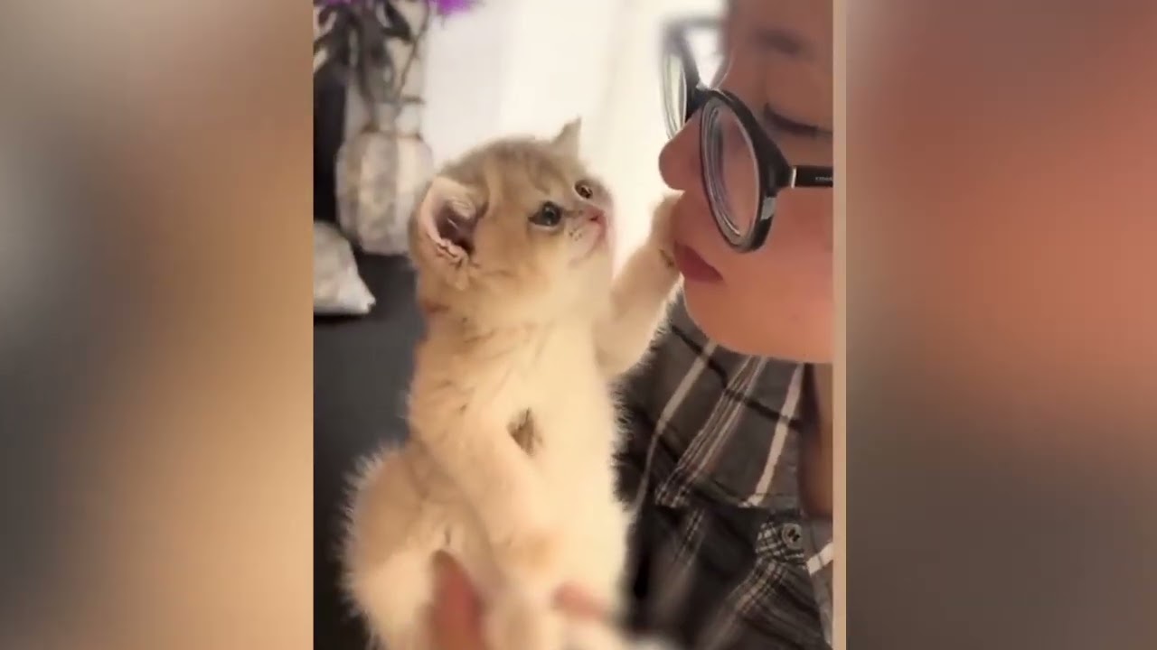 Animais engraçados que vão imediatamente levantar o seu astral e fazer você sorri ♥
