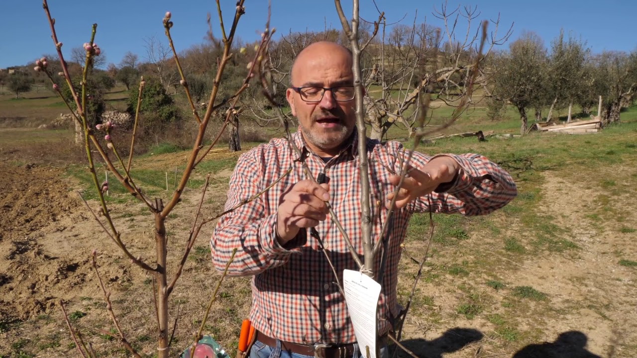 Alberi da Frutto | Scelta e Trapianto