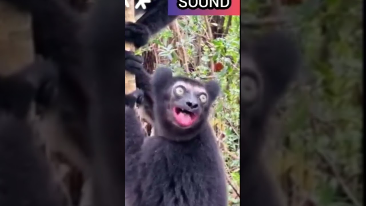 animals should #anyme #animals #foxsoul #tiger #dognoise #wolf #dogsound #wildlife #dogcommunication