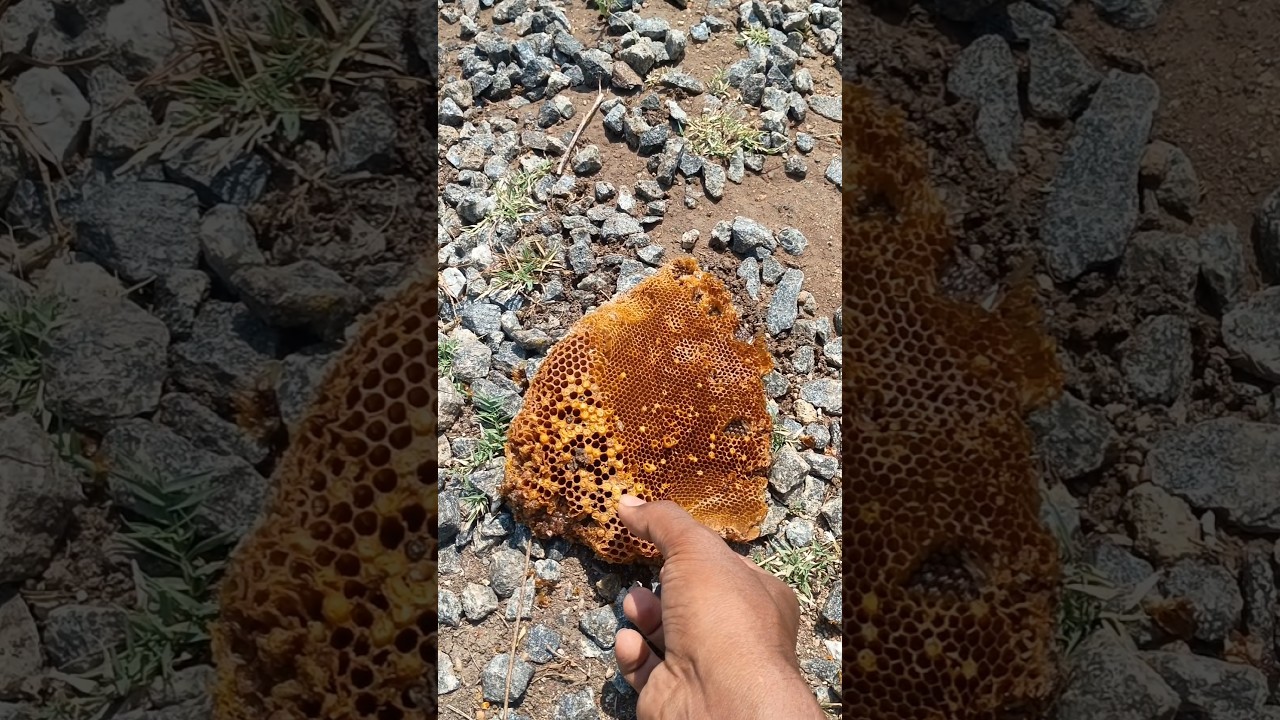 The candle that was filled with honey lying on the bottom!🔥