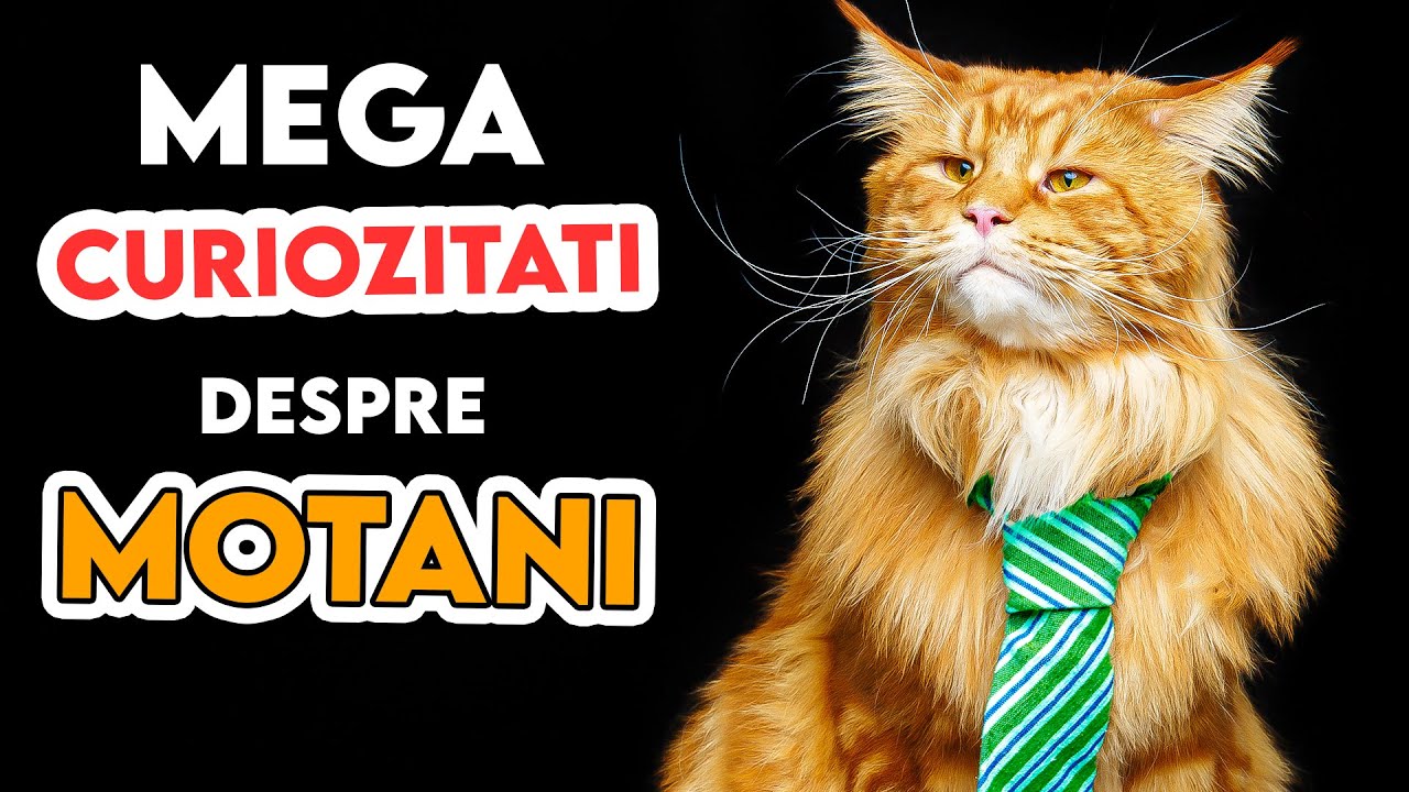 Cele Mai Surprinzatoare Lucruri Despre Motani (Pe Care Probabil Nu Le Stiai)