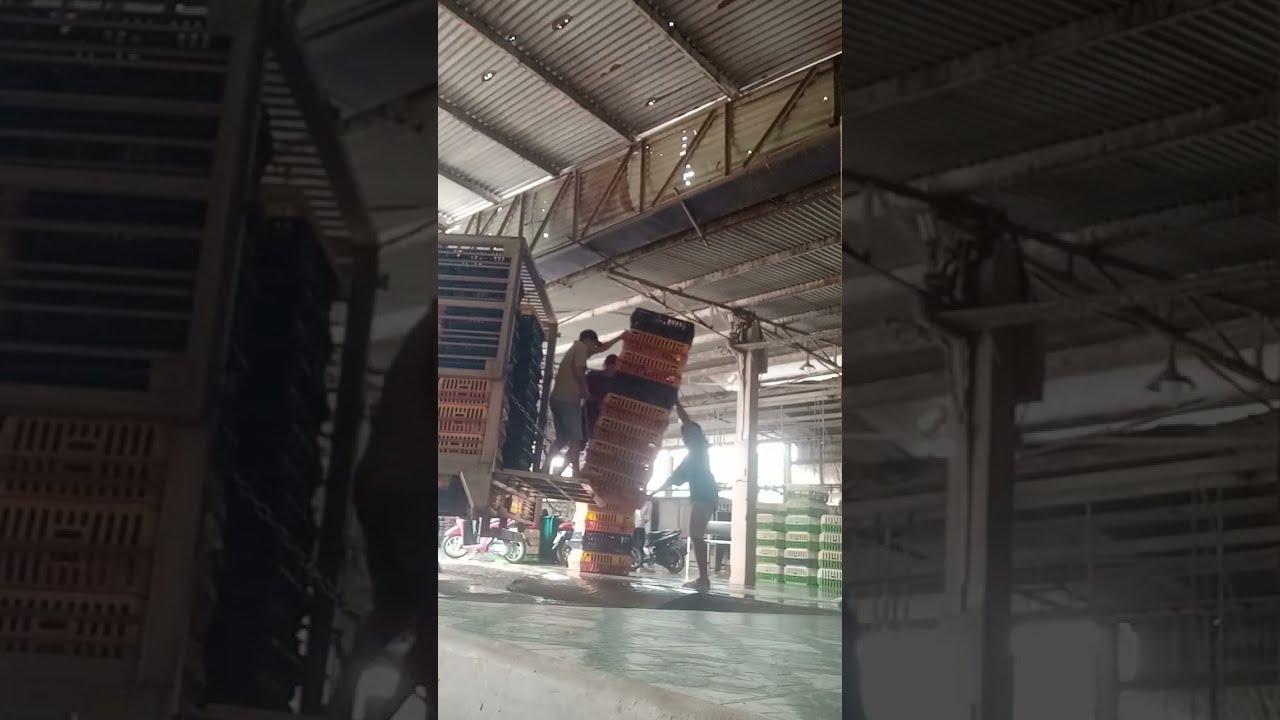 Xuống hàng xe gà thế nào nhé mọi người 