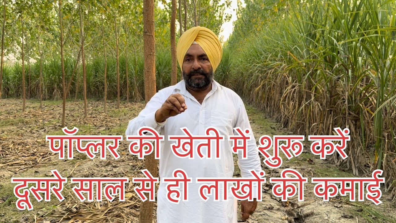 पॉप्लर की खेती के लिए सही दूरी क्या है | Poplar ki kheti ke liye sahi duri Kya hai