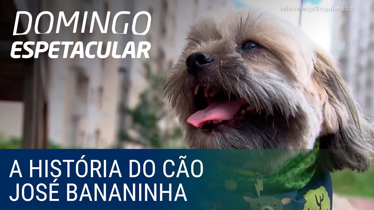 Conheça a história do cão 