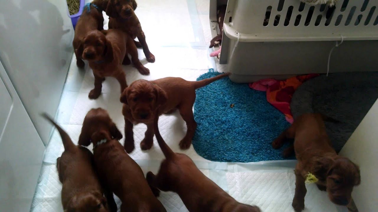 Herding a litter of 10 Irish Setter puppies