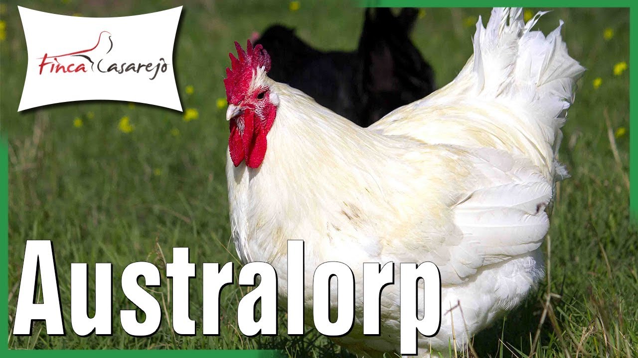 🐓 Gallinas Gigantes - Australorp