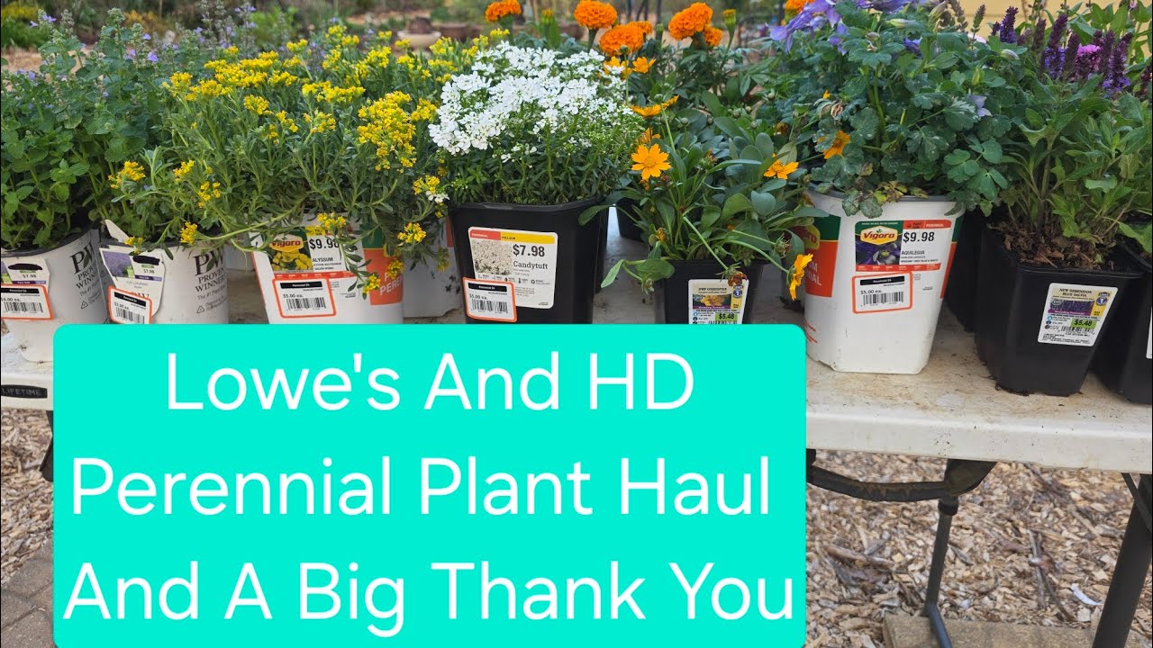 Plant Haul And New Plant Purchases. Nice Deals  And Great Looking Plants. Zone 8a.