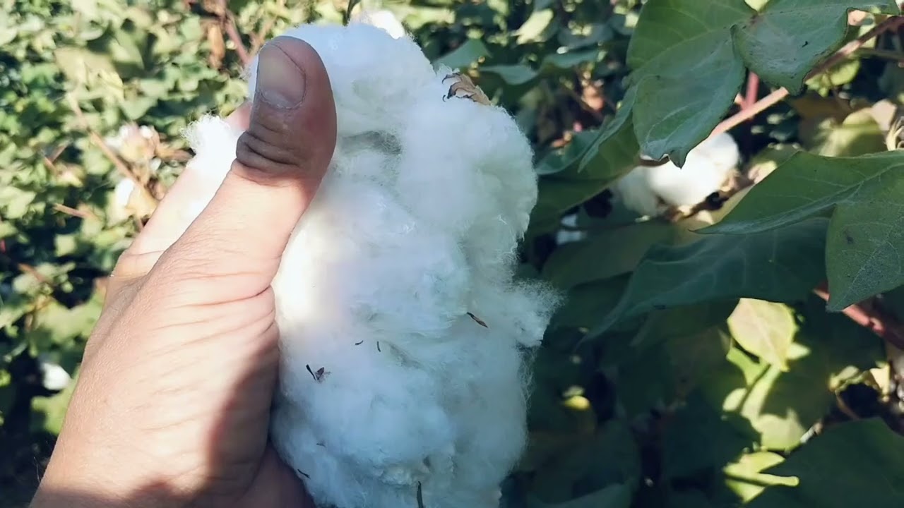 Мақта қалай өседі