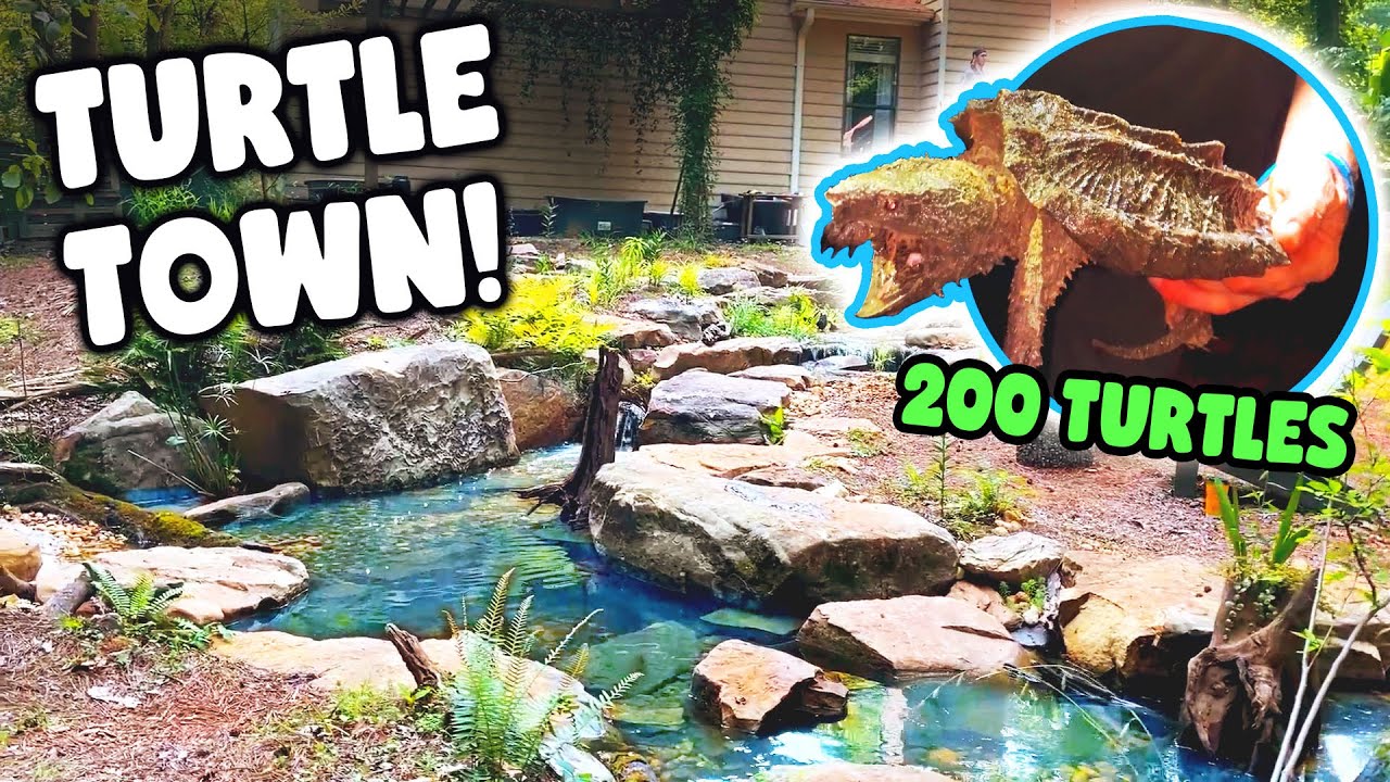 *200 TURTLES* in 1 AWESOME Turtle Haven!