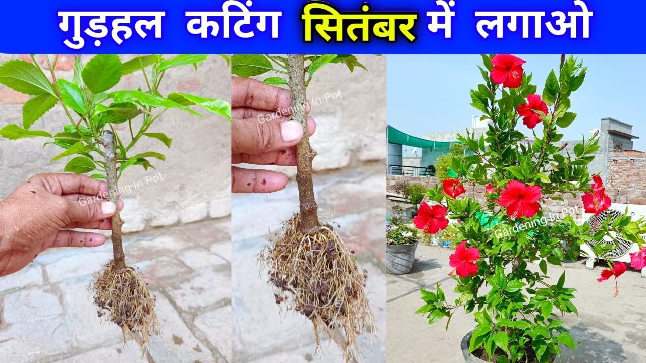 गुड़हल कटिंग सितंबर मे लगालो | Hibiscus Cutting Kaise lagaen | Gudhal Cutting Kab Kaise Lagaye Lagaen