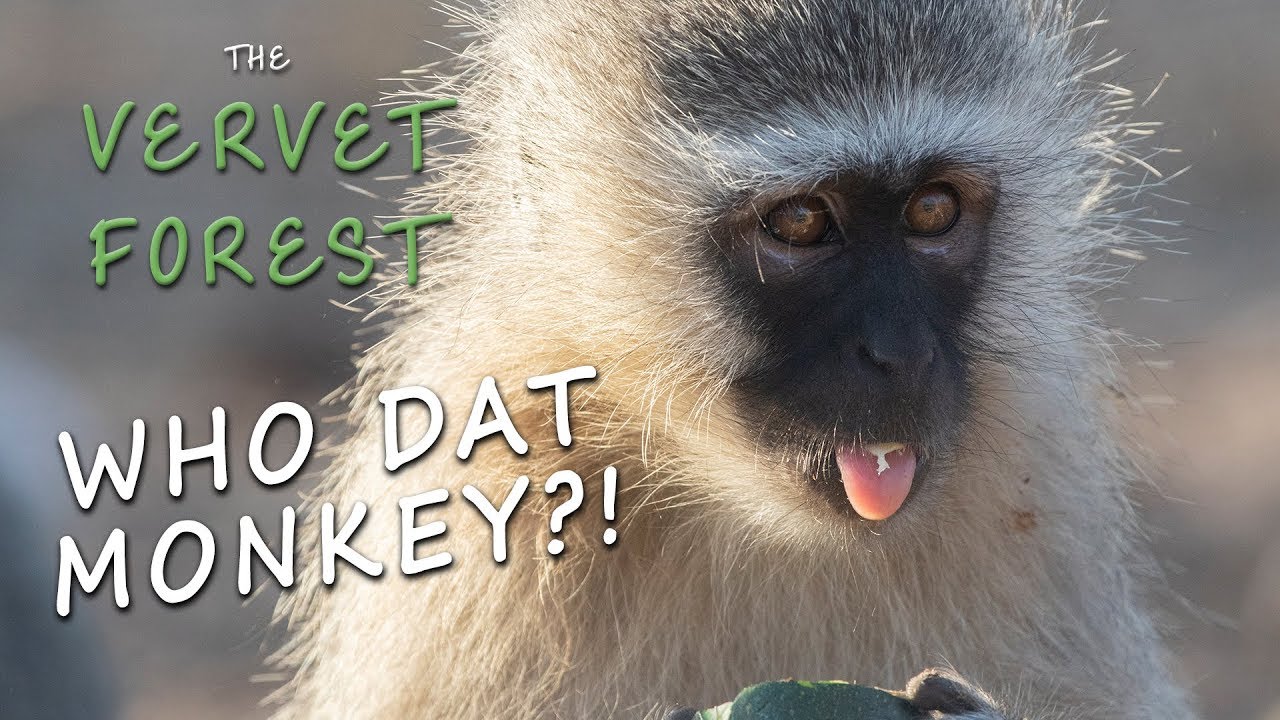 How to Identify a Vervet Monkey and Tell Them Apart - Vervet Forest