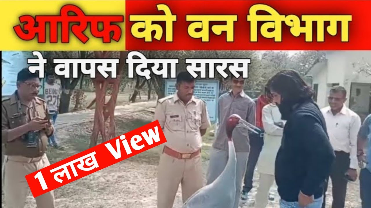 Arif Ko Bapas Diya Fir Saras  🦩🦩😭| Arif Saras Ka Dost | आरिफ को वापस कर दिया सारस  | #arifsaras