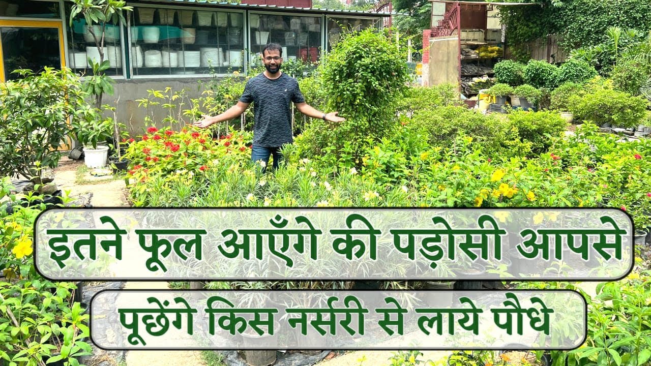 इतने फूल आएँगे की पड़ोसी आपसे पूछेंगे किस नर्सरी से लाये पौधे | जबरदस्त Flowering Plants Nursery