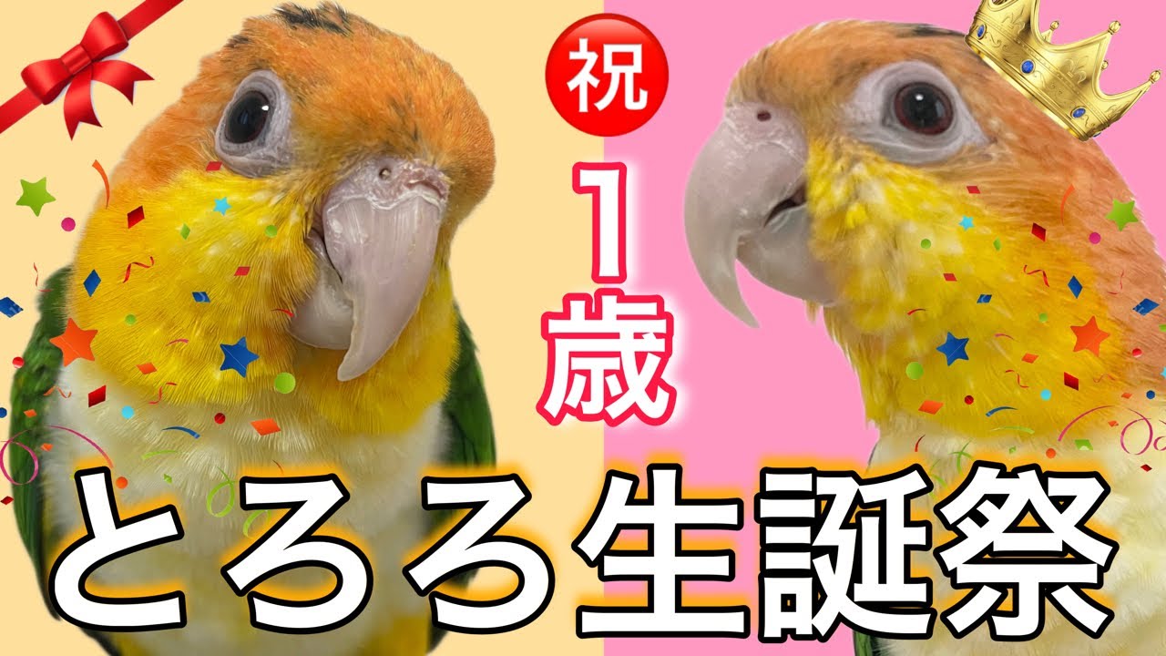 【祝】とろろ1歳生誕祭！♡後半は絶品クッキーも！！