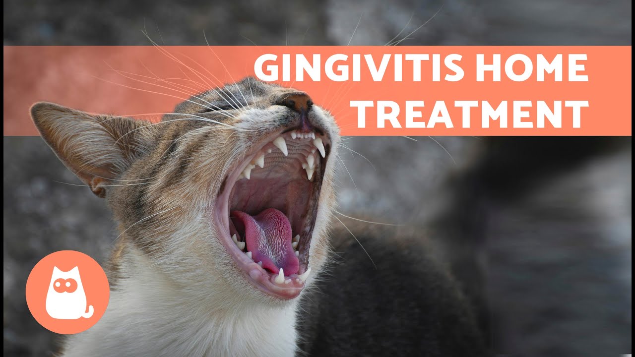 4 HOME REMEDIES for GINGIVITIS in CATS 🐱✅ | Treatment for Gum Inflammation