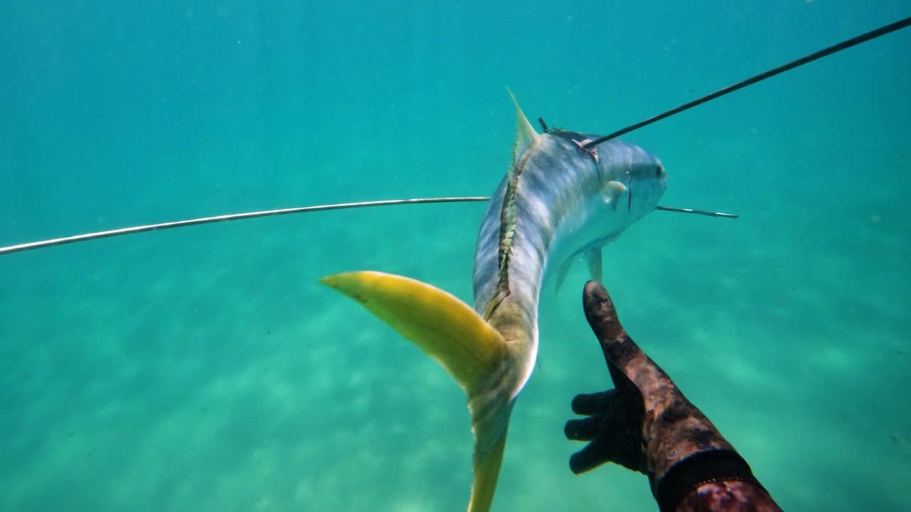 Spearfishing Big Kingfish and Jewfish - NSW