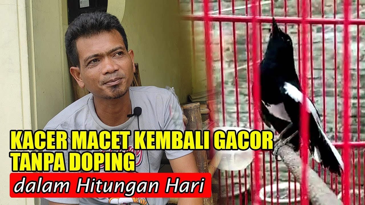 CARA CEPAT MENGATASI KACER MACET BUNYI TANPA DOPING || CARA MENGATASI KACER BISU BIAR GACOR