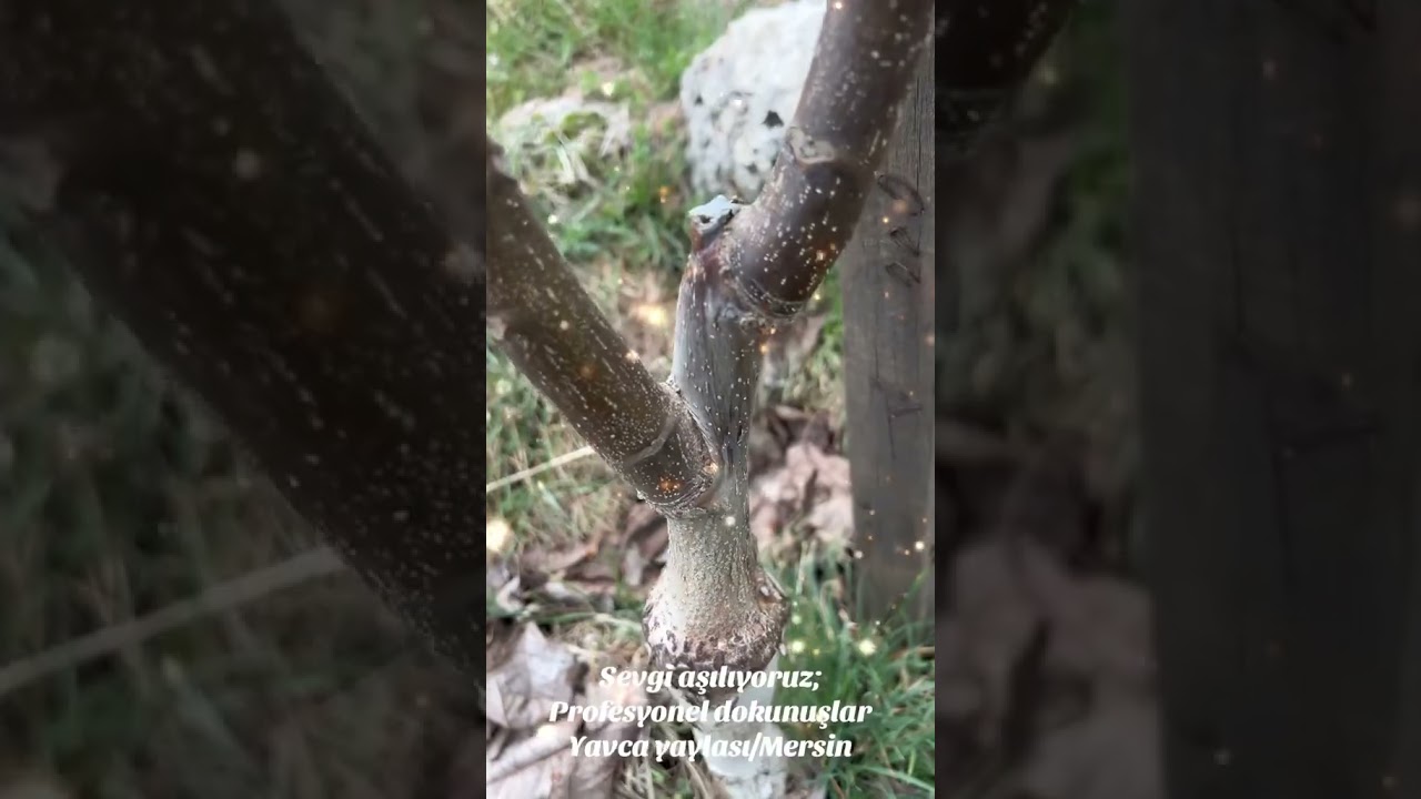#aşılama #farmer #garden #pruning #pruning #valnut