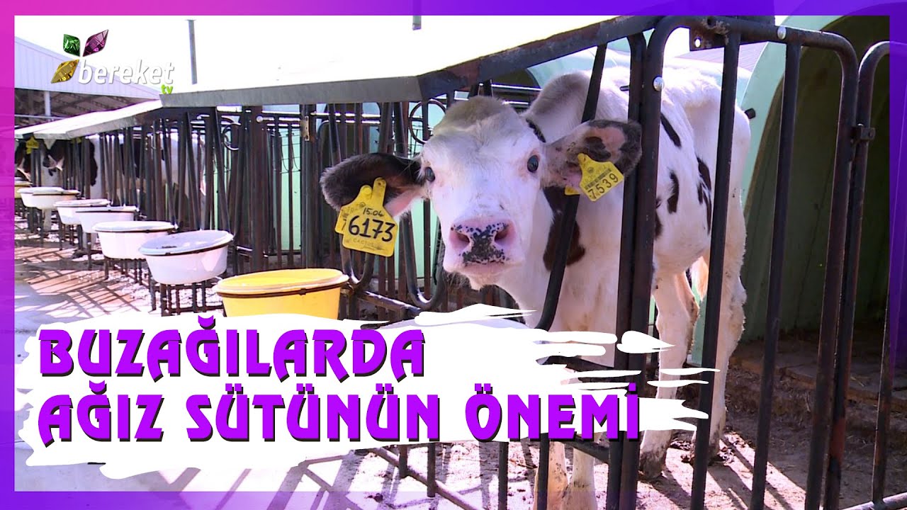 Hayvancılık Eğitim - Büyükbaş Hayvanlarda Damızlık Seçimi - 3. Bölüm
