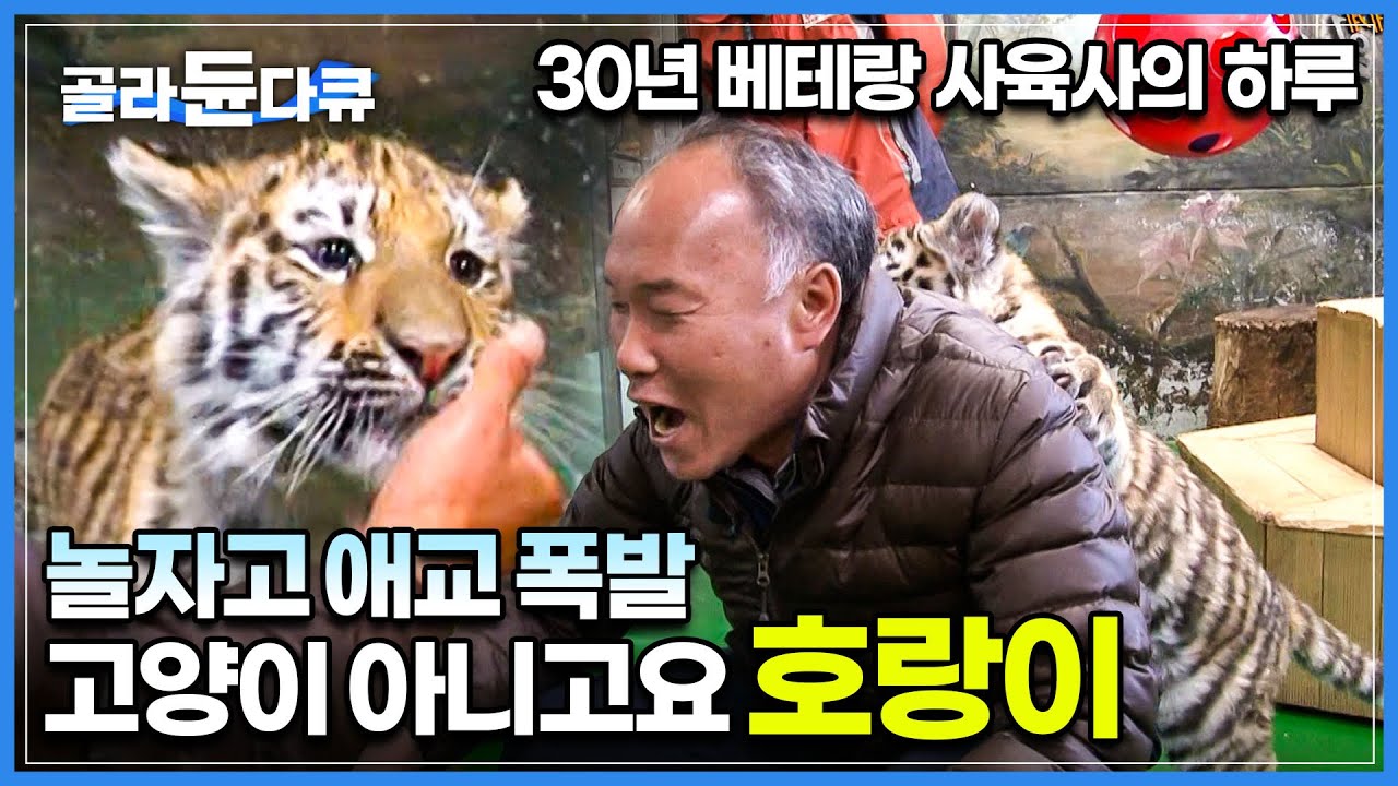 제아무리 사나워도 베테랑 사육사 앞에선 그저 귀여운 고양이😺 30년 경력 사육사의 하루 밀착취재│야생동물들의 아빠, 한효동│어미 잃은 새끼 위한 '인공포육장'│일인자│#골라듄다큐